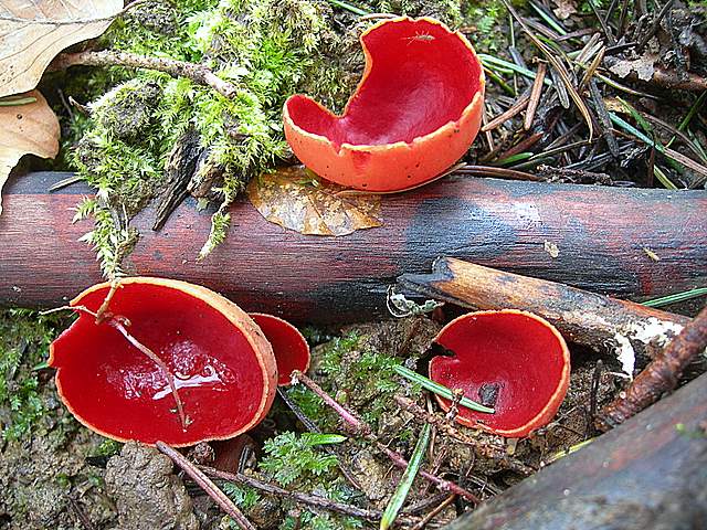 Il Risveglio dei Funghi